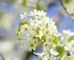 We did not find results for: 9 Amazing Spring Blossom Trees And 8 Spring Flowering Shrubs Owlcation