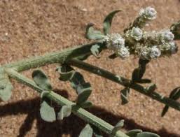 Image result for Caylusea