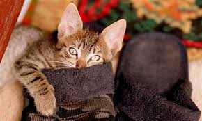 Marcie fallek treats autistic cat with homeopathy. How Cats Have Helped My Son With Autism