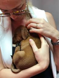 Check spelling or type a new query. Abu Dhabi Doggy Daycare Prices Reviews Petbacker