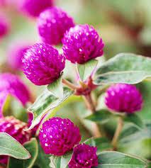 Amaryllis Greek Flower Globe Amaranth Flower Garden Flowers