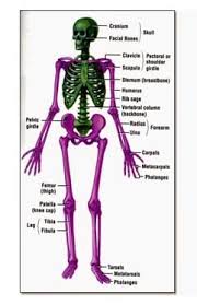 Fungsi rangka manusia juga yakni untuk menopang tubuh kita, contohnya tulang kaki yang rangka kepala dikenal dengan nama tengkorak dan rangka tulang kepala ini berbentuk bulat, disusun adapun jumlah ruas tulang leher sampai tulang ekor ialah 33 ruas tulang. Kerangka Manusia Fungsi Jenis Susunan Kepala Dada
