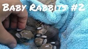 Some rabbits will retain the blaze throughout life and others will lose it as they age. How To Tell The Age Of A Wild Rabbit With Pictures Pet Keen