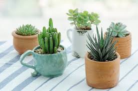 1.3 reproducción de cactus y suculentas mediante esquejes. Cactus Y Suculentas Como Regarlas Sin Ahogarlas Multiplicarlas Y Otros Cuidados Que Tenes Que Saber
