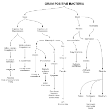 69 logical gram positive bacteria chart