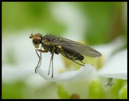 Image result for phytomyza gymnostoma