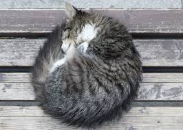 If there is something cats love more than anything else, it's sleeping. Cat Sleeping Position Meanings What Does Belly Up Or Curled Up Mean