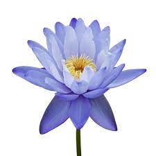 It doesn't matter which venue you are eyeing for. Flowers Blue Lotus Absolute Oil Rs 25000 Litre Natures Natural India Id 16186203462