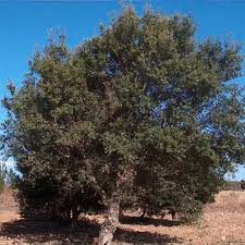 Image result for Quercus suber