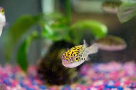 Caring For Green Spotted Puffer Fish Gsp Puffer Pufferfish Tropicalfish F Aquarienfische Aquarium Fische Tiere