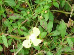 Image result for Ludwigia octovalvis