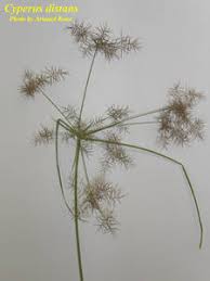 Image result for Cyperus distans