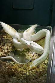 Winged Snake By Kuramay On Deviantart Pet Snake Cute Reptiles Pretty Snakes