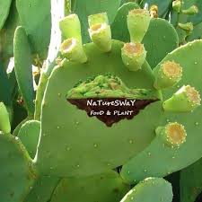 Check spelling or type a new query. Organic Prickly Pear Cactus Kitchen Lot Of 4 Spineless Prickly Pear Cactus Opuntia Poshmark