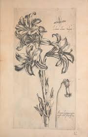 Le Jardin Du Roy Tres Chrestien Loys Xiii Roy De France Et De Navare Botanical Illustration Black And White Engraving Illustration Botanical Drawings