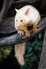 Common Brushtail Possum Trichosurus Vulpecula Unusual Animals Rare Albino Animals Rare Animals