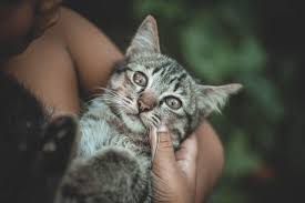 An eosinophilic granuloma (also called a linear granuloma) typically develops as a long, narrow lesion running down the back of the thigh or a lump on the lower lip or chin. Causes And Treatment Of Feline Acne Firstvet