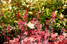 Pin On Garden Colour For July