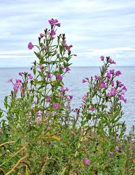 Image result for Epilobium hirsutum