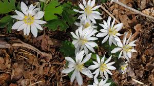 Maybe you would like to learn more about one of these? Appalachian Trail Wildflowers Appalachian Trail Conservancy