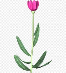 Check spelling or type a new query. Tulip Bunga Animasi Gambar Png