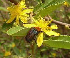 Image result for Grewia flava