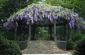 R S K L N K V Swansong Willows Via Pinterest Glyzinien Pergola Pergola Abdeckung Diy Pergola