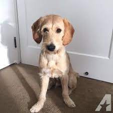 Check spelling or type a new query. 1st Generation Labradoodle Labradoodle Labradoodle Puppy Labradoodle For Sale