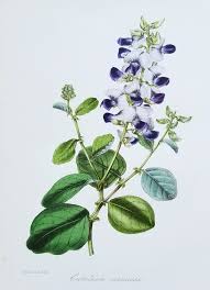 Image result for Crotalaria verrucosa