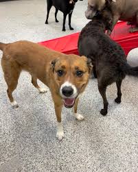 Pawsitively Pooched added a new photo.