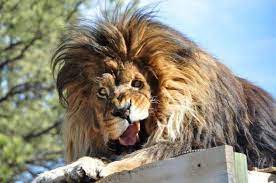 Animals With Down Syndrome Debunking This Mistaken Trend