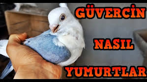 1 Ayda 3 Takim Yavru Nasil Cekeriz Verimli Guvercin Uretimi Youtube