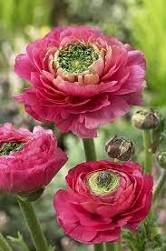Pin On Flowers Breathtaking