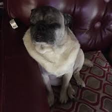 Currently, vet care pet clinic specializes in with 4 physicians. Garden Grove Dog Cat Hospital 464 Photos 451 Reviews Veterinarians 10822 Garden Grove Blvd Garden Grove Ca Phone Number