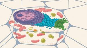 In an animal cell, the lysosome acts as a basic digestive system, working to break down nutrients that enter the cell. Lively Lysosomes