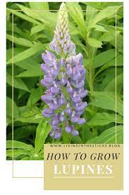 How To Grow Lupine From Seed Lupine Flowers Growing Seeds Lupines