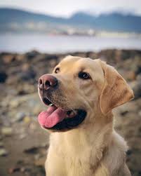 Hottest Photographs Labrador Retriever Charcoal Popular In 2020 Labrador Retriever White Labrador Labrador Dog