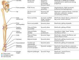 Synovial Joints Synovial Joint Sacroiliac Hip Bones