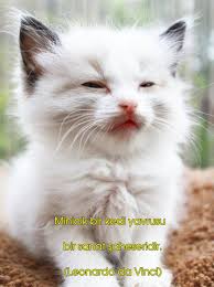 Kedi Sozler