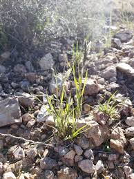 Image result for Enneapogon desvauxii