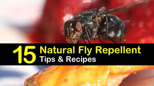 Easy for anyone to do with minimum cost out of pocket. Keeping Flies Away 15 Natural Fly Repellent Tips And Recipes