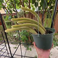 Image result for Cola clavata