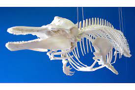 German ich finde, wir können nicht abwarten, bis auch noch der letzte schweinswal tot ist, ehe wir die wissenschaftlichen beweise als solche anerkennen, denn dann ist es zu spät. Erweiterung Der Ausstellung Im Naturzentrum Amrum