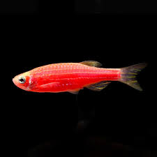 Tropical Fish For Freshwater Aquariums Glofish R Danio Rerio