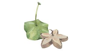 Image result for Plukenetia