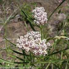 Image result for Asclepias longissima