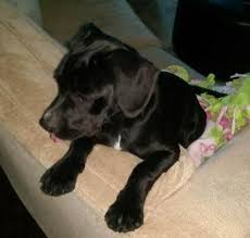 This program is designed to nurture and raise puppies for public service use. Adopted Beautiful Bane Black Lab Beagle Mix Puppy 7 Months Old Houston Texas