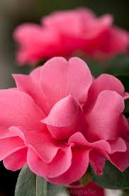 Photo Camellia Adorable Kamelie By Tina Horst Herzig Photography Beautiful Flowers Amazing Flowers Love Flowers