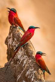 ป กพ นโดย alma jordan ใน vogel นกส สวย นก ร ปส ตว น าร ก