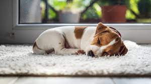 Die stammformen sind läuft, lief und ist gelaufen. Welpenentwicklung